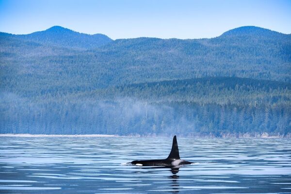 orca-post-mortems-tell-the-story-of-a-population-facing-numerous-threats