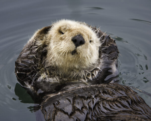Otter-ly Adorable Climate Change Warriors May Save California’s Coastal Ecosyste..