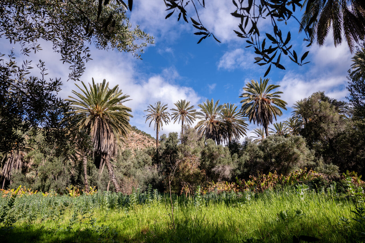 The Moroccan Food Forest That Inspired An Agricultural Revolution