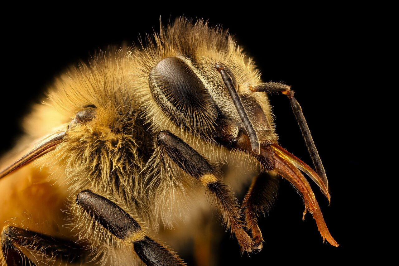 What Is It Like To Be A Bee Atlas Obscura