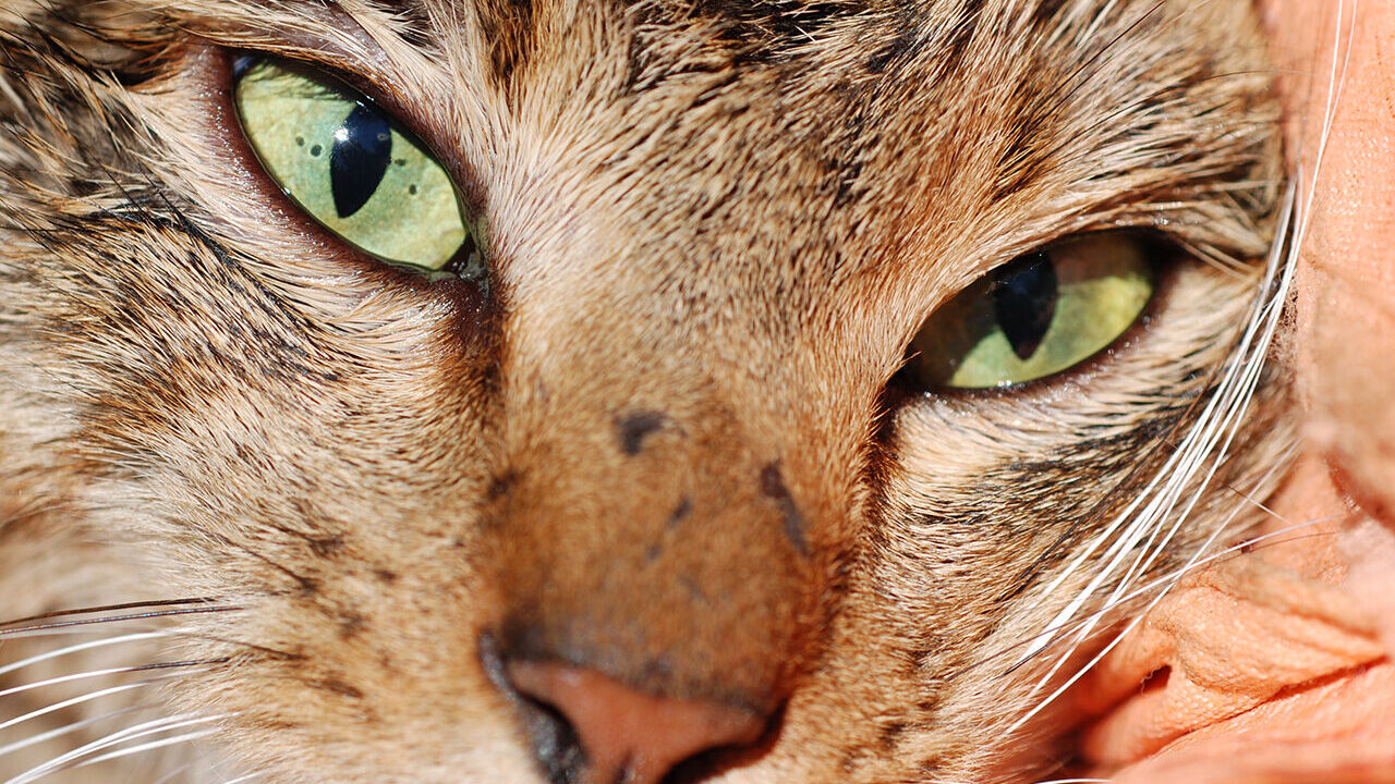 podle nedávných genetických analýz mohly "lesní kočky" dorazit na ostrov již před 1000 lety.
