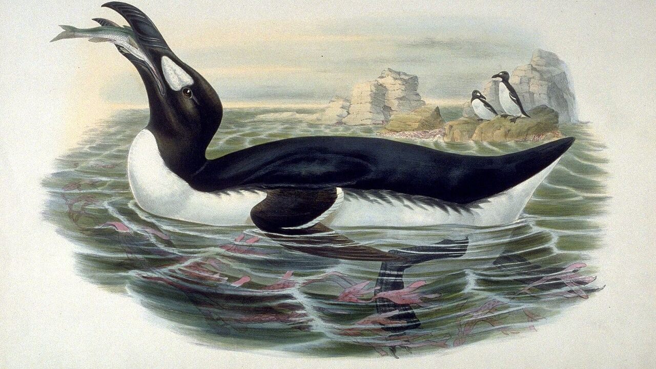 o grande auk era mais confortável na água.a grande auk era mais confortável na água. John Gould/Public domain