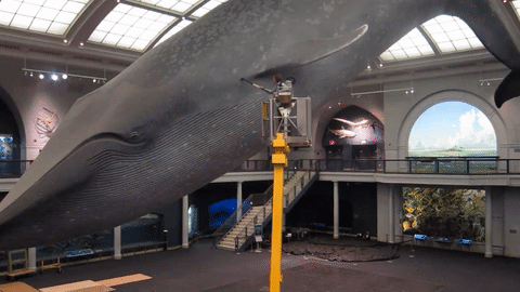 It is one person's job to make sure every inch of the whale gets cleaned.