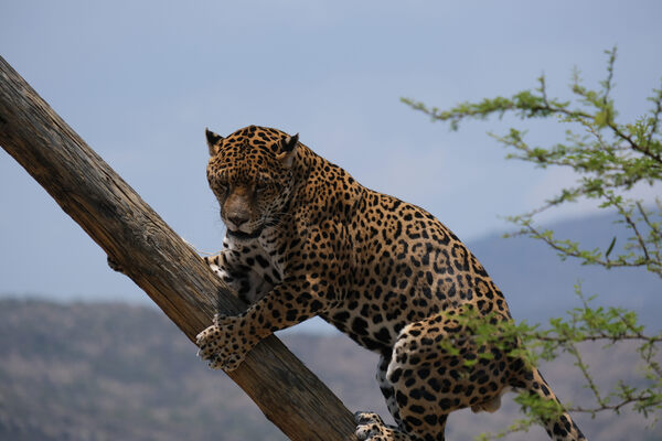 Can the Jaguar, King of the Forest, Save an Entire Ecosystem?
