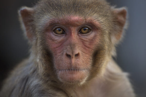 Can India Solve Its Macaque Conundrum With Contraception?