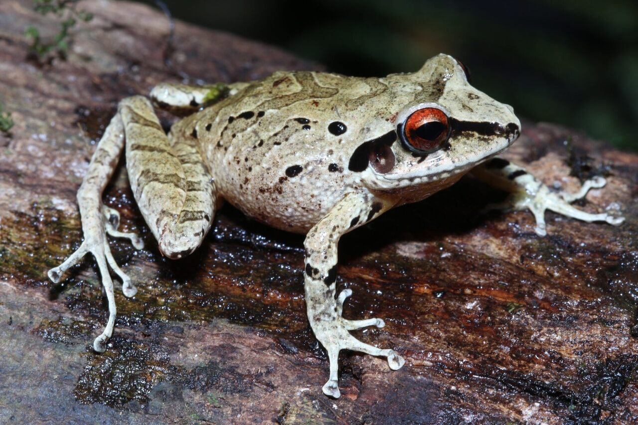 Frog-Spotting in One of South America's Least Accessible ...