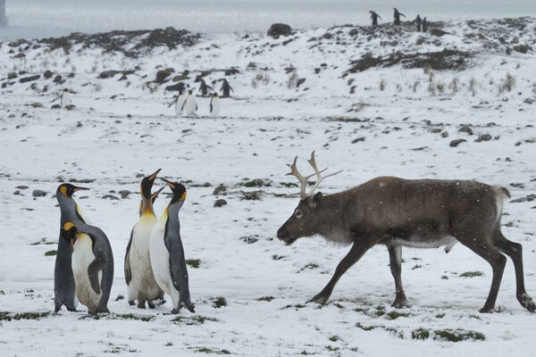 Reindeer and penguins are both  at home in snowy expanses, but they’re not supposed to be together. After all, reindeer live in the Northern Hem