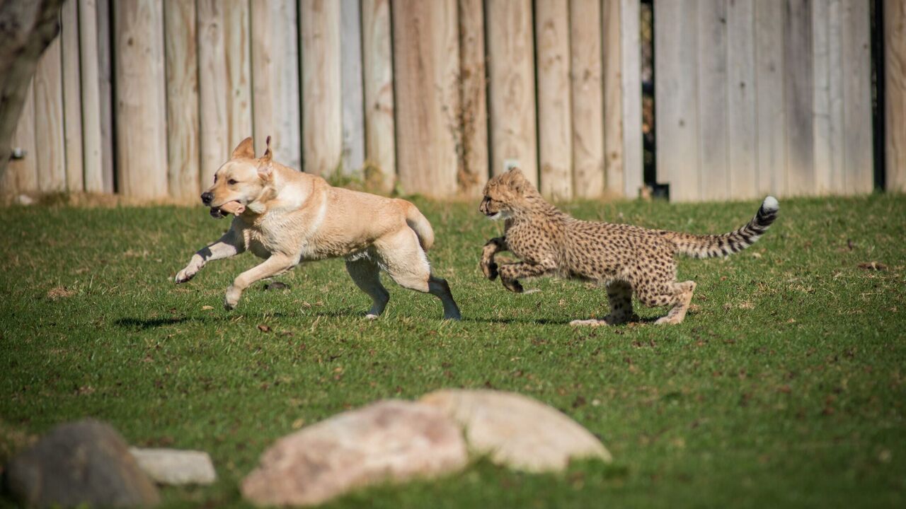 Emmett il ghepardo insegue Cullen, il suo compagno Labrador retriever, allo Zoo e Acquario di Columbus.
