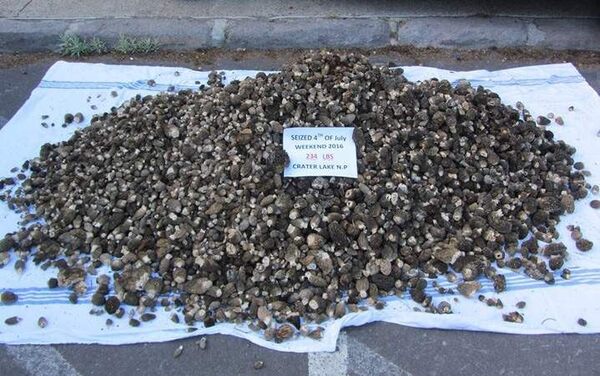 Rangers Seize Hundreds Of Pounds Of Mushrooms At Crater Lake Gastro Obscura