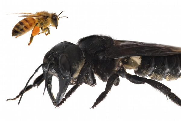 Prolapse bees having fan images