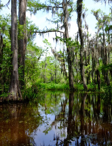 Watch out for any chimp-gator hybrids lurking in the tea-colored water of Honey Island Swamp.