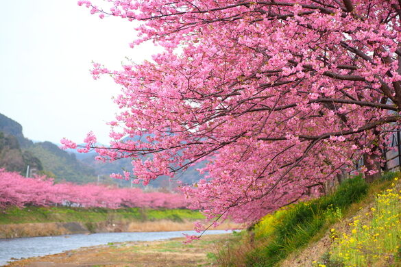 Kawazu Sakura Festival Kawazu Japan Atlas Obscura,How To Update Your House On Zillow