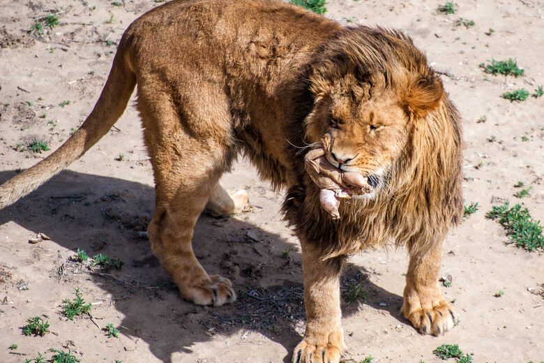 The Wild Animal Sanctuary Keenesburg Colorado Atlas Obscura