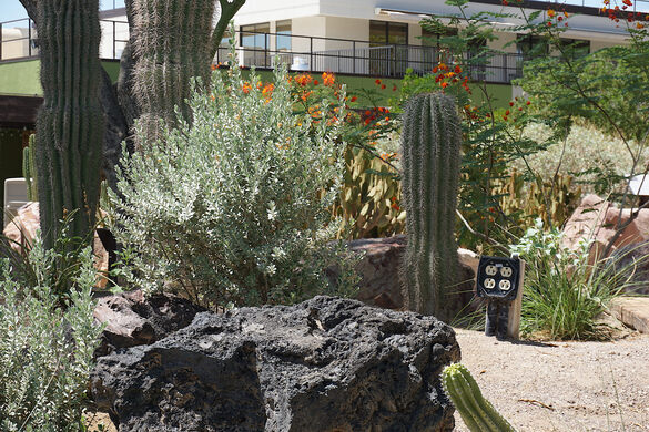 Ethel M Botanical Cactus Garden Henderson Nevada Atlas Obscura