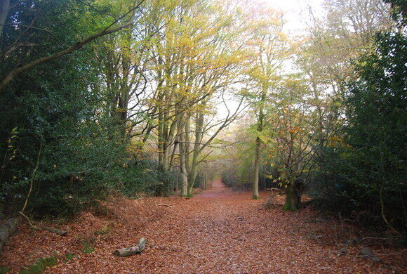 The_Wealdway_in_Five_Hundred_Acre_Wood_-_geograph.org.uk_-_1584577.jpg