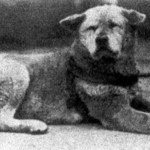 hachiko stuffed animal