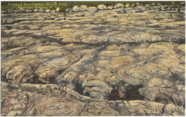 Petrified Sea Garden Saratoga Springs New York Atlas Obscura