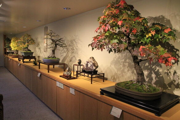 National Bonsai Museum Washington D C Atlas Obscura