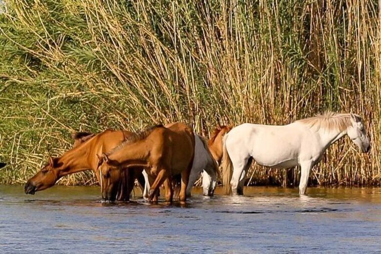 Salt River Wild Horses Mesa Arizona Atlas Obscura