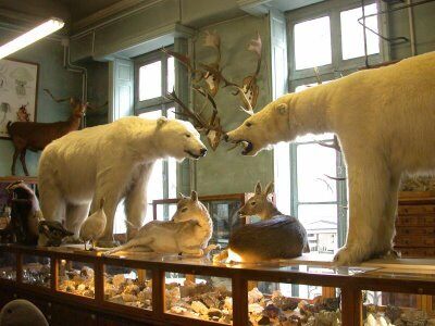 Image result for taxidermy shop