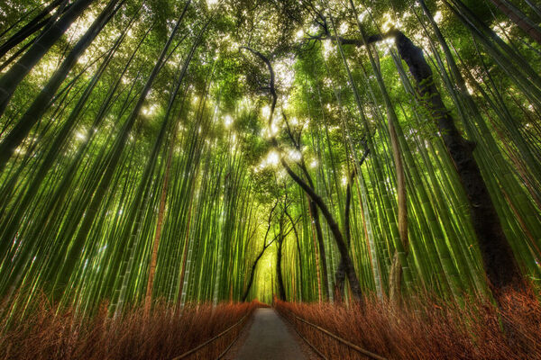 Japanese Amateur in a Bamboo Forest