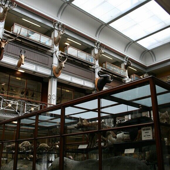 Natural History building, National Museum of Ireland ...