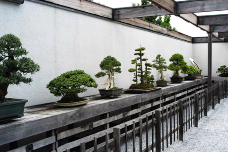 National Bonsai Museum Washington D C Atlas Obscura