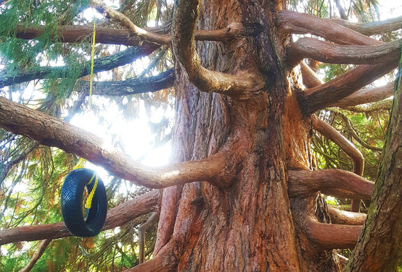 vancouver climbing tree cambie street