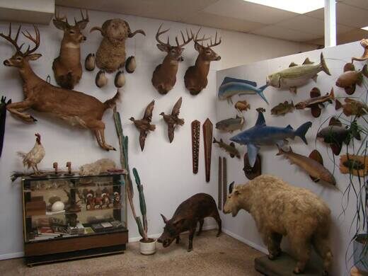Image result for taxidermy shop