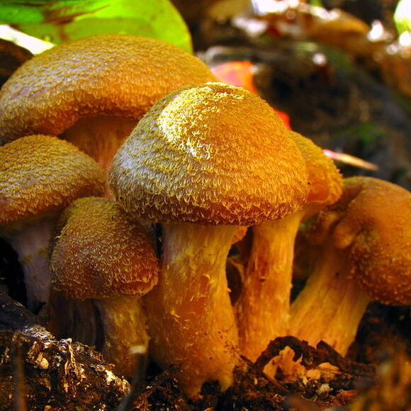 Humongous Fungus Fest – Crystal Falls, Michigan - Atlas Obscura