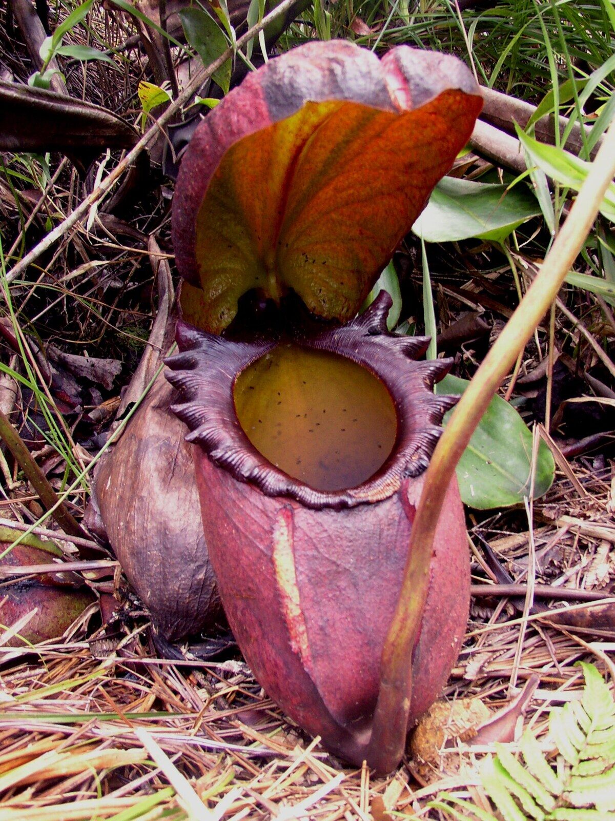 Nepenthes Rajah: The King of the Pitcher Plants – Kota Belud, Malaysia