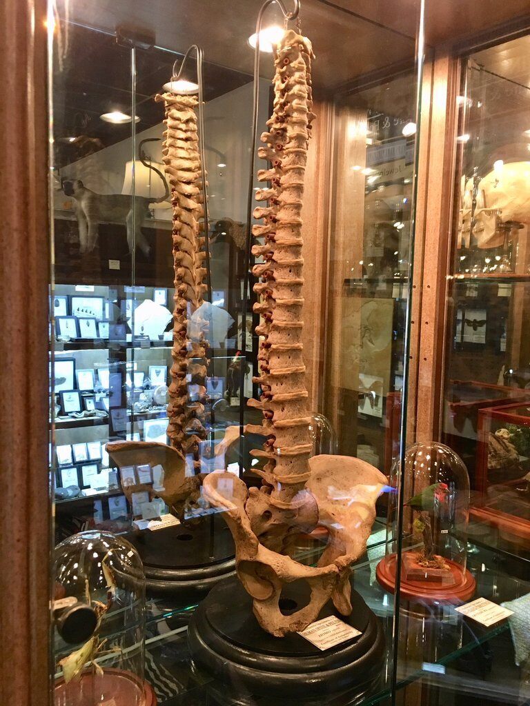 Darwin and Wallace: A Nature & Fossil Store - Altamonte ...