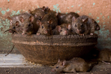 A Rat Lover S Tour Of The World Atlas Obscura Lists,Lunches For Kids At Home
