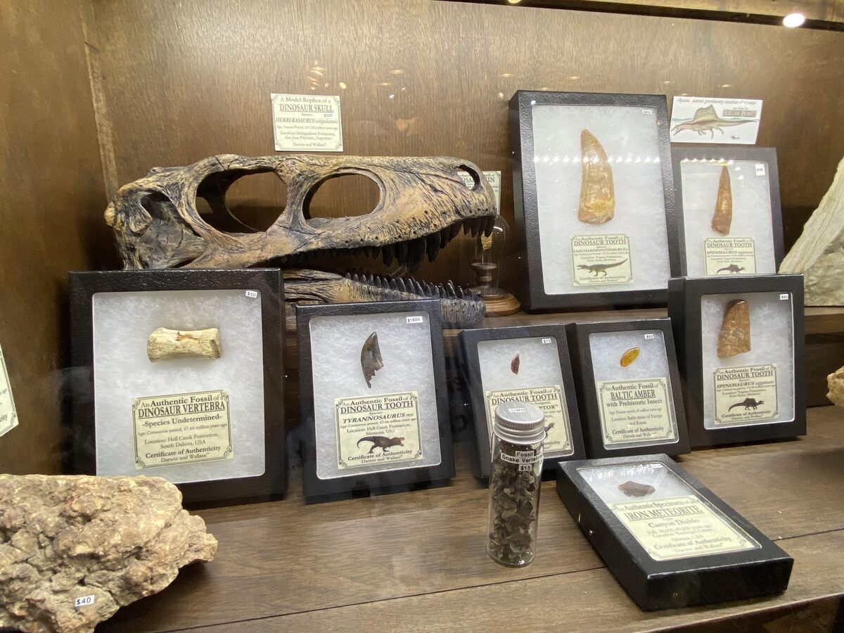 Darwin and Wallace: A Nature & Fossil Store - Altamonte ...