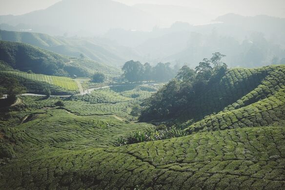 boh tea plantation and factory – cameron highlands