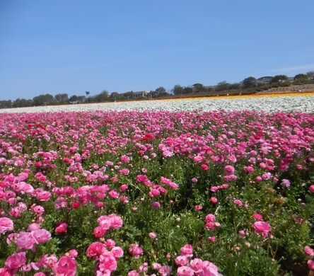 The Flower Fields - Carlsbad, California - Atlas Obscura