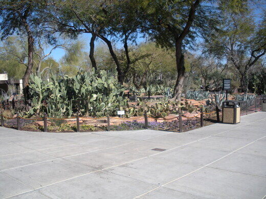 Ethel M Botanical Cactus Garden Henderson Nevada Atlas Obscura