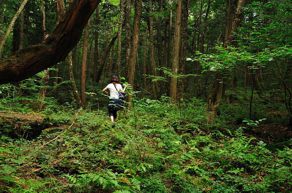 Aokigahara forest: places to see