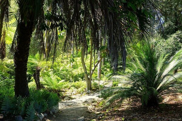 UNAM Botanical Garden – Mexico City, Mexico - Atlas Obscura