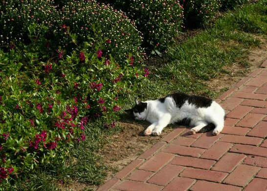 Image result for cat and gardens