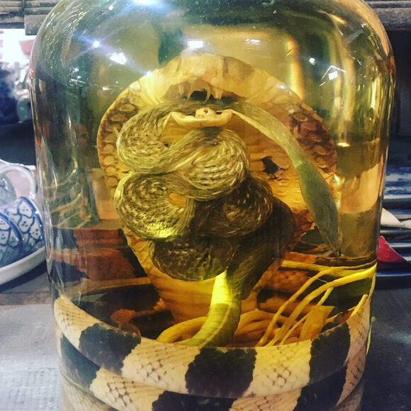 Snake Wine - Gastro Obscura