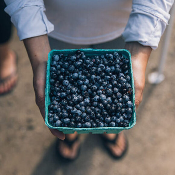 Maine Wild Blueberries - Gastro Obscura