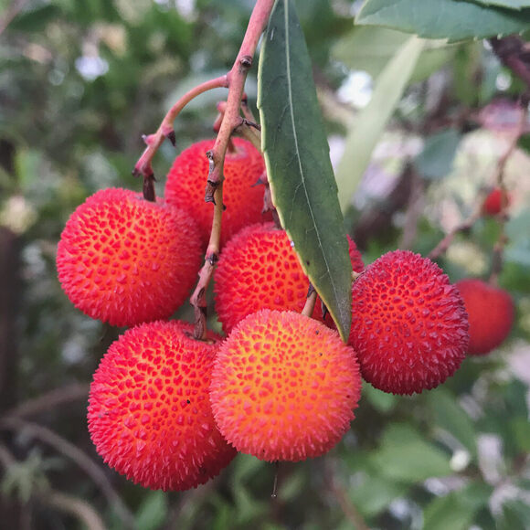 Strawberry Tree Fruit Gastro Obscura