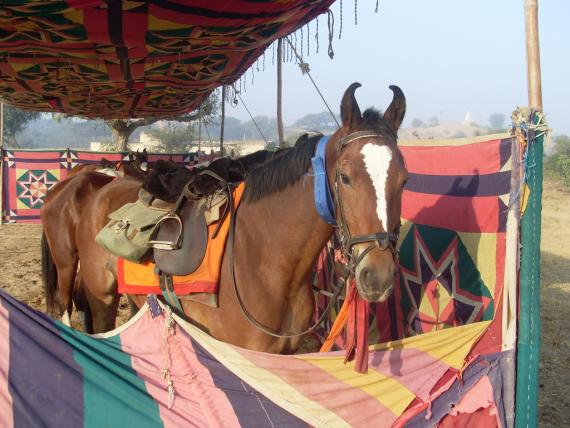 Marwari Horses in Rajasthan, India - Atlas Obscura Curious Animal Life
