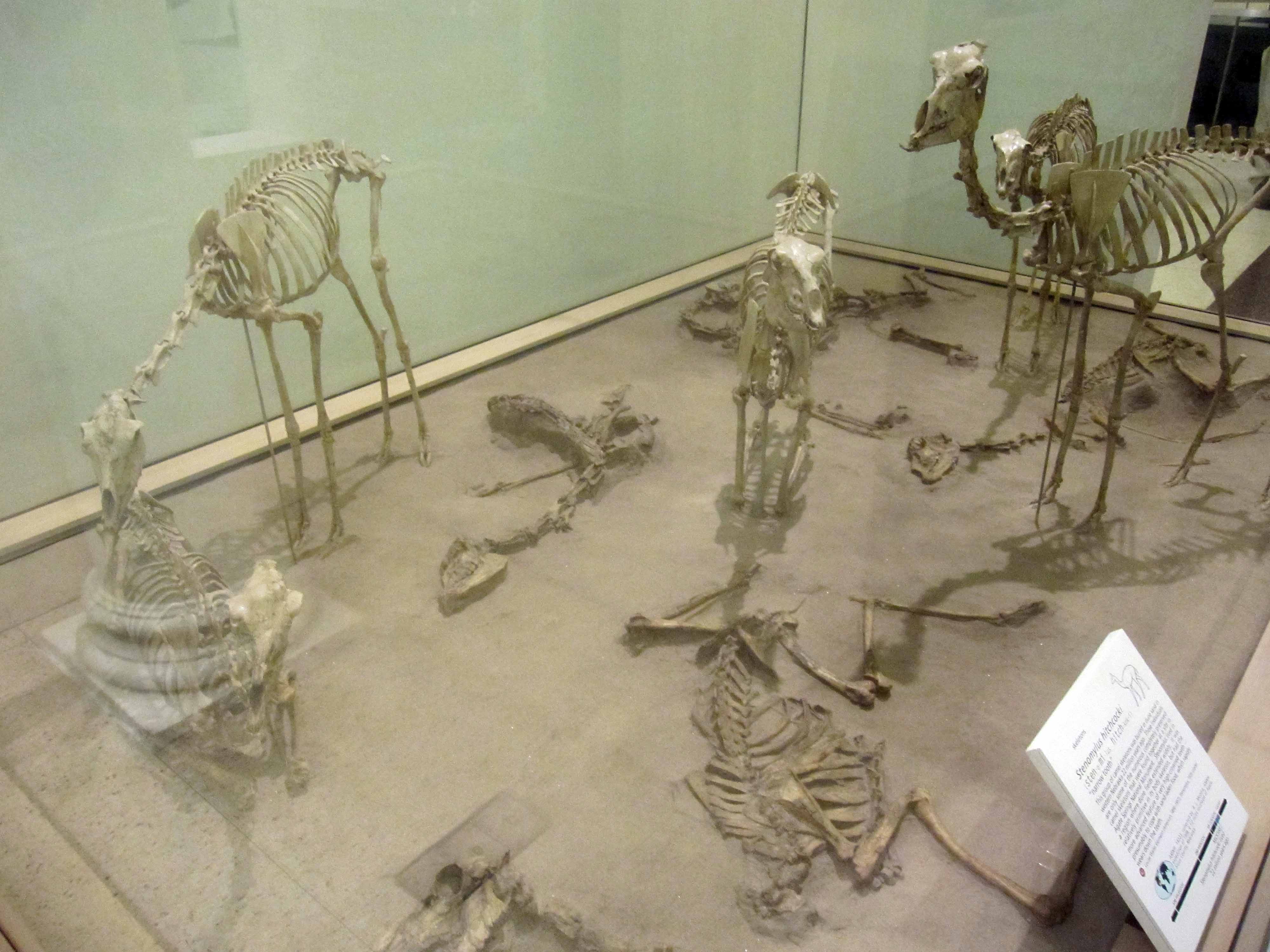 Stupid Camels - Extinct Miniature Camels - Atlas Obscura Blog - AMNH