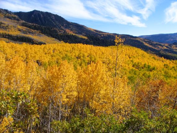 Pando the Trembling Giant - FIshlake Nat'l Forest Utah - Atlas Obscura Blog