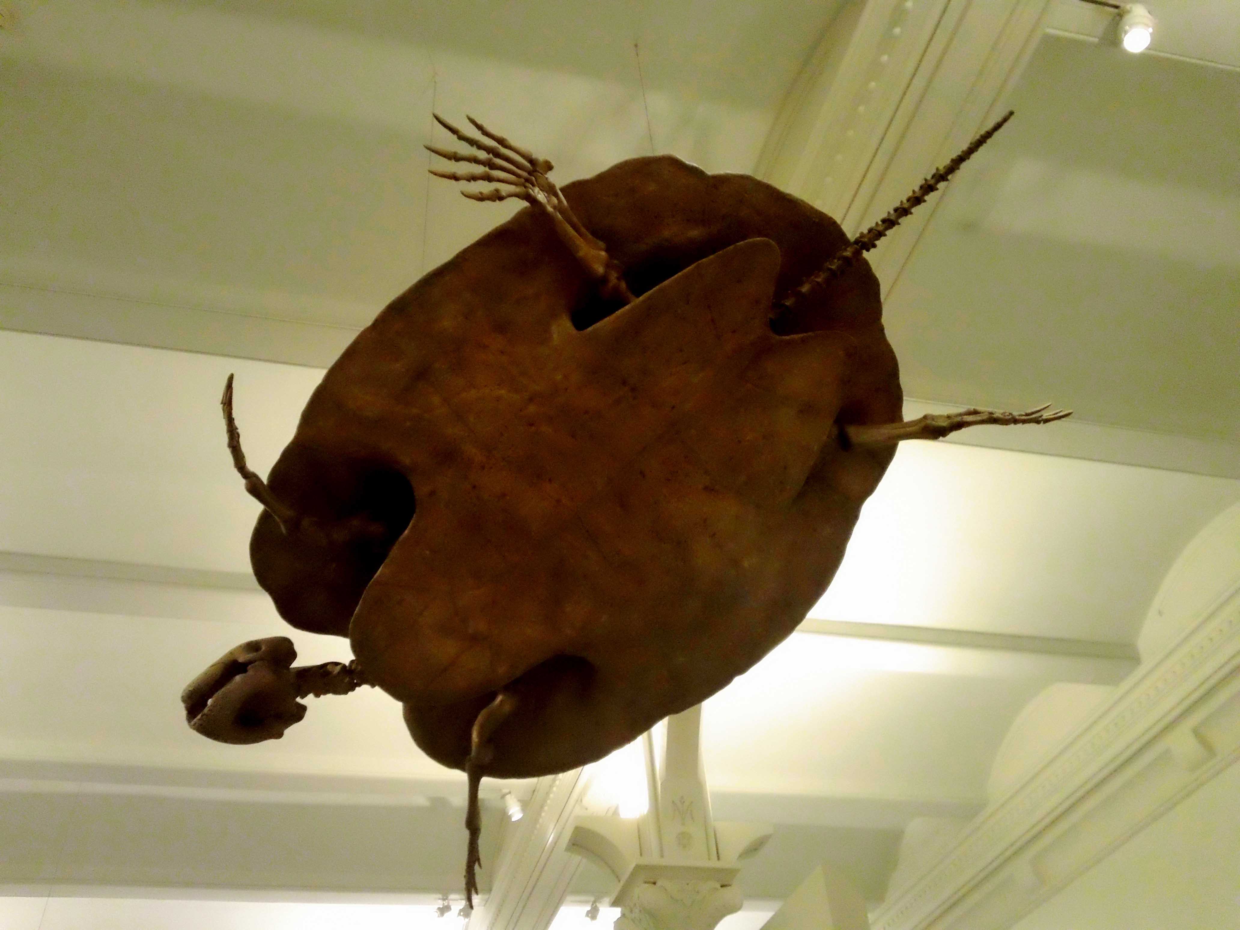 Sky Turtle - Huge Turtle Fossil Skeleton - Atlas Obscura - NYC AMNH
