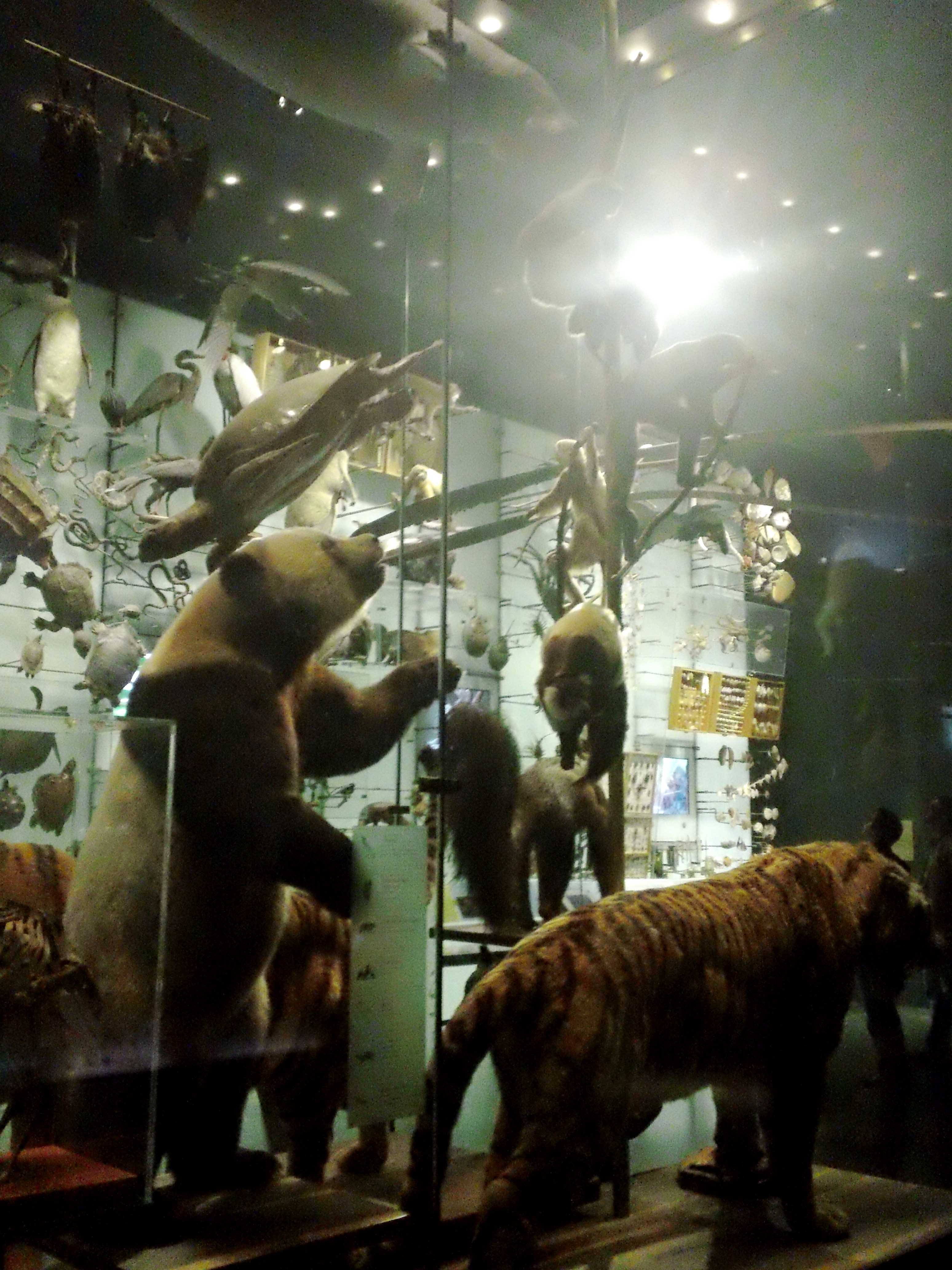 Animal Battle Royale - Atlas Obscura - Natural History Museum NYC