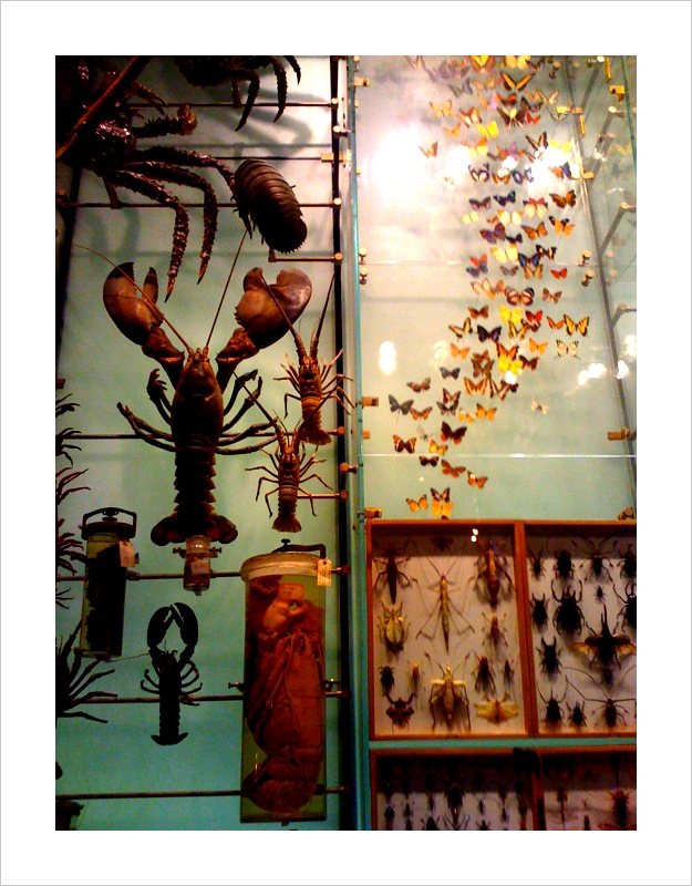 Butterfly Pinned Specimens - Pickled Lobsters in Jars - American Museum of Nat'l Hist