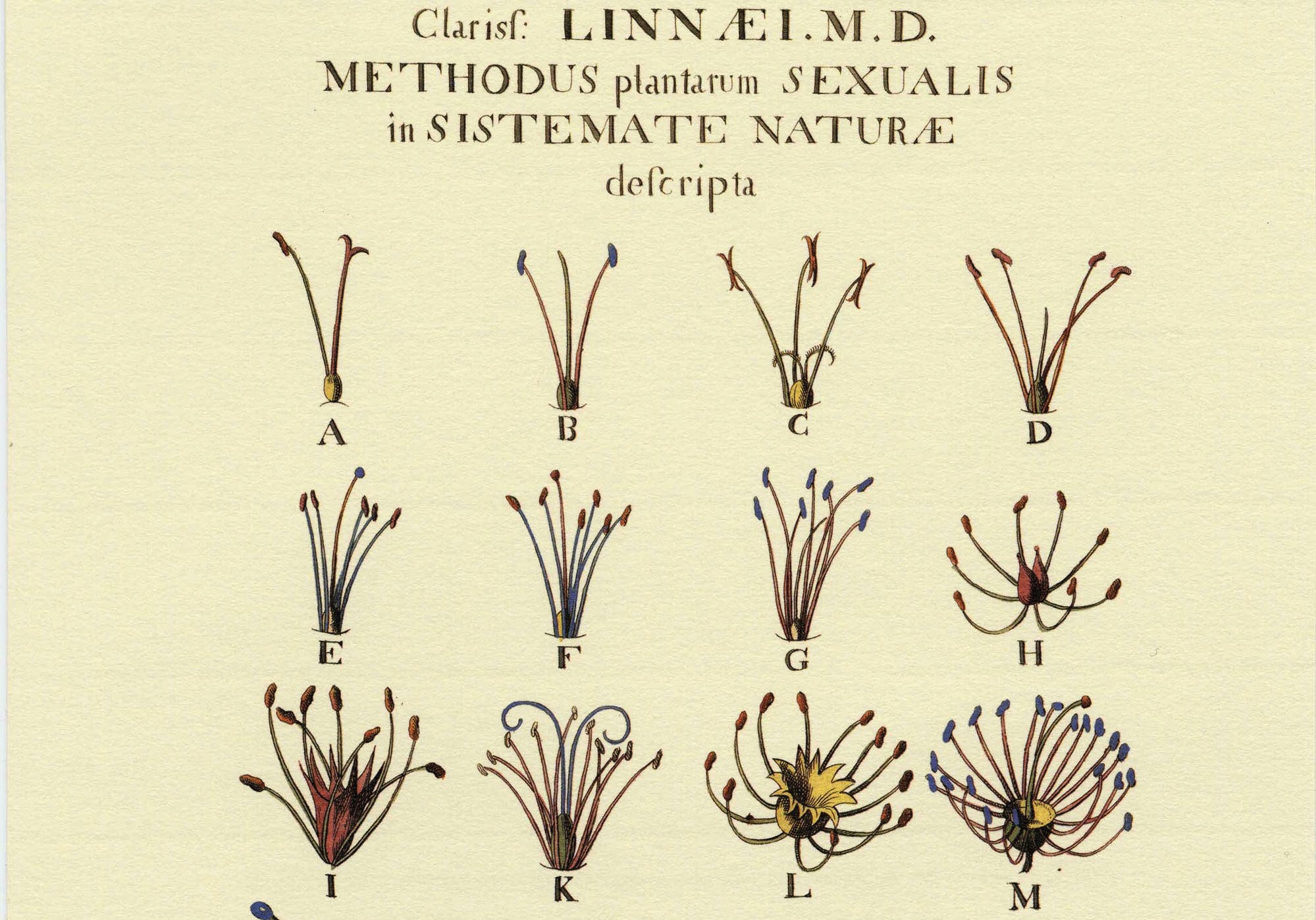 Linnaeus Taxonomy - Every Living Thing - Atlas Obscura Books